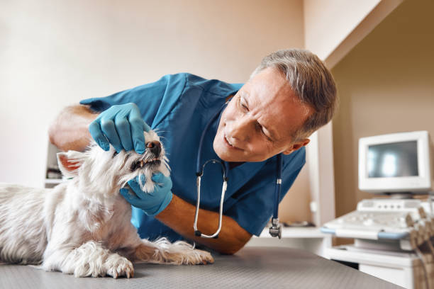 Best Emergency Tooth Extraction in Ferndale, WA